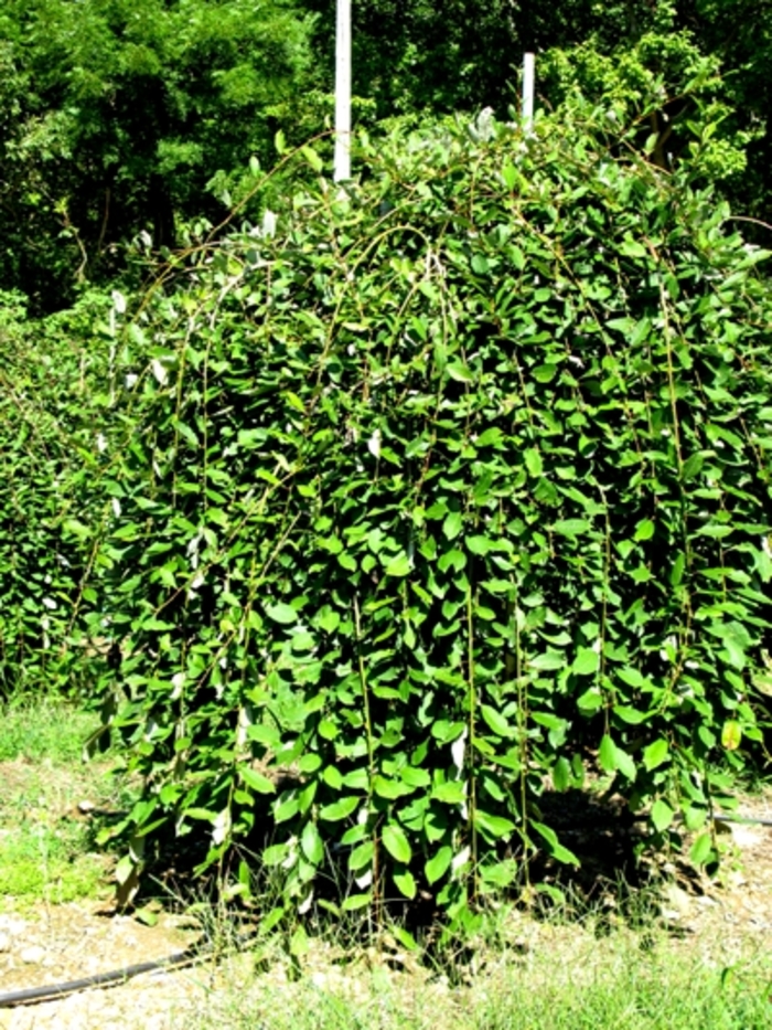 Weeping Pussy Willow - Salix caprea 'Pendula' from E.C. Brown's Nursery