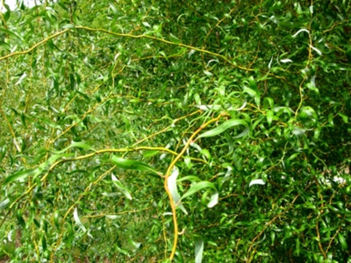 Golden Curls (Erythroflexuosa) Corkscrew Willow - Salix matsudana x alba 'Golden Curls (Erythroflexuosa)' (Corkscrew Willow) from E.C. Brown's Nursery Golden Curls (Erythroflexuosa) Corkscrew Willow - Salix matsudana x alba 'Golden Curls (Erythroflexuosa)' (Corkscrew Willow) from E.C. Brown's Nursery