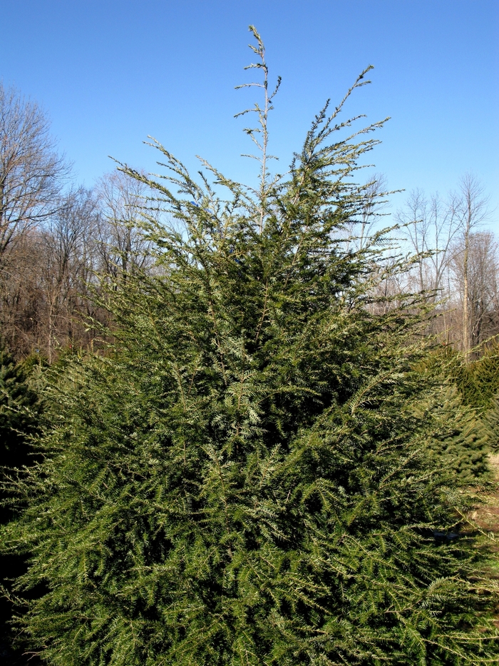 Canadian Hemlock - Tsuga canadensis from E.C. Brown's Nursery Canadian Hemlock - Tsuga canadensis from E.C. Brown's Nursery