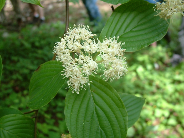 Pagoda Dogwood - Cornus alternifolia from E.C. Brown's Nursery