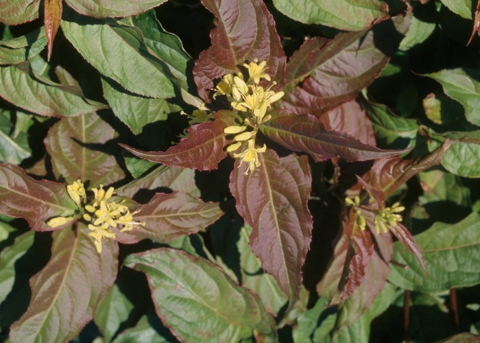 Bush Honeysuckle - Diervilla lonicera from E.C. Brown's Nursery Bush Honeysuckle - Diervilla lonicera from E.C. Brown's Nursery