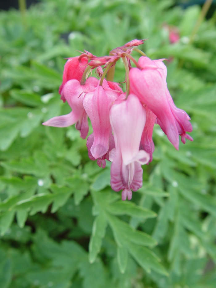 Wild Bleeding Heart - Dicentra eximia from E.C. Brown's Nursery