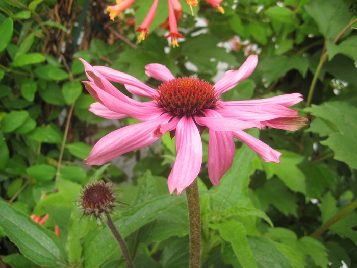 Tennessee Coneflower - Echinacea tennesseensis from E.C. Brown's Nursery