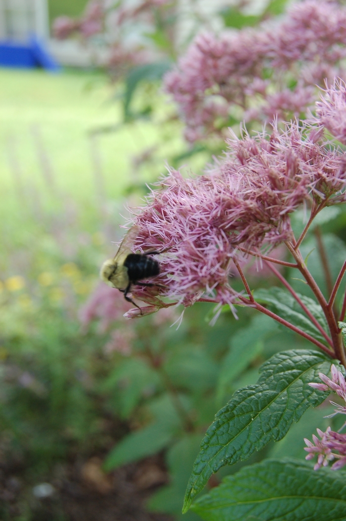 Joe Pye Weed - Eupatorium maculatum from E.C. Brown's Nursery