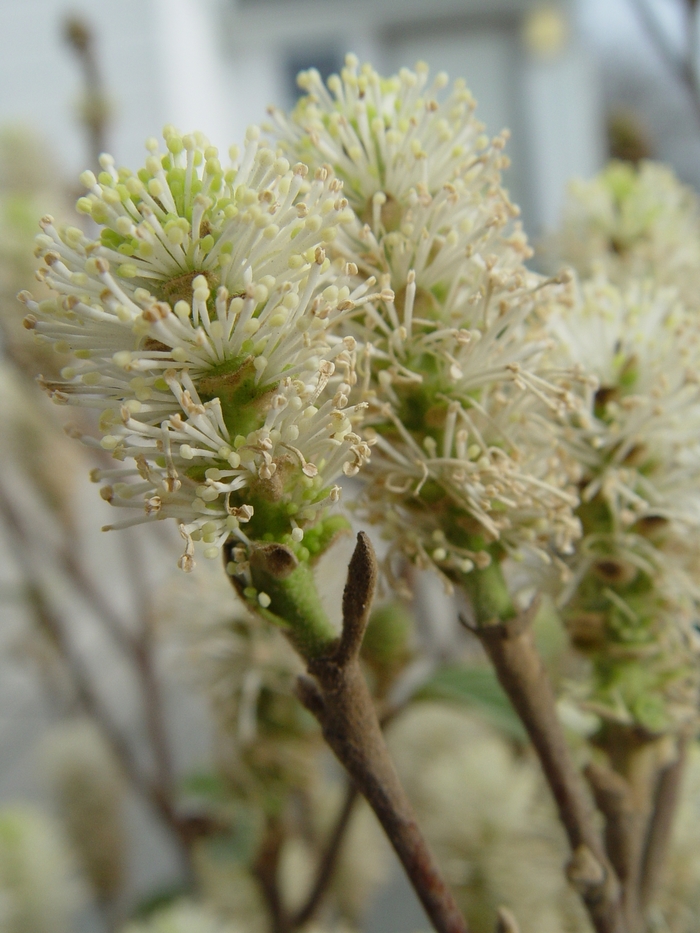 Large Fothergilla - Fothergilla major from E.C. Brown's Nursery