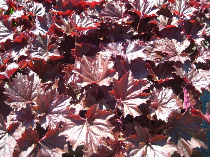 Coral Bells - Heuchera Bronze Wave from E.C. Brown's Nursery