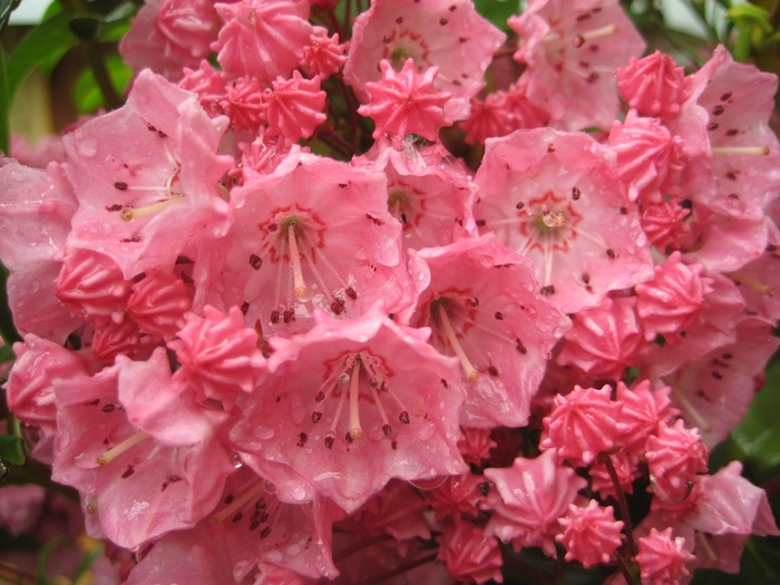 Pink Charm Mountain Laurel - Kalmia latifolia from E.C. Brown's Nursery