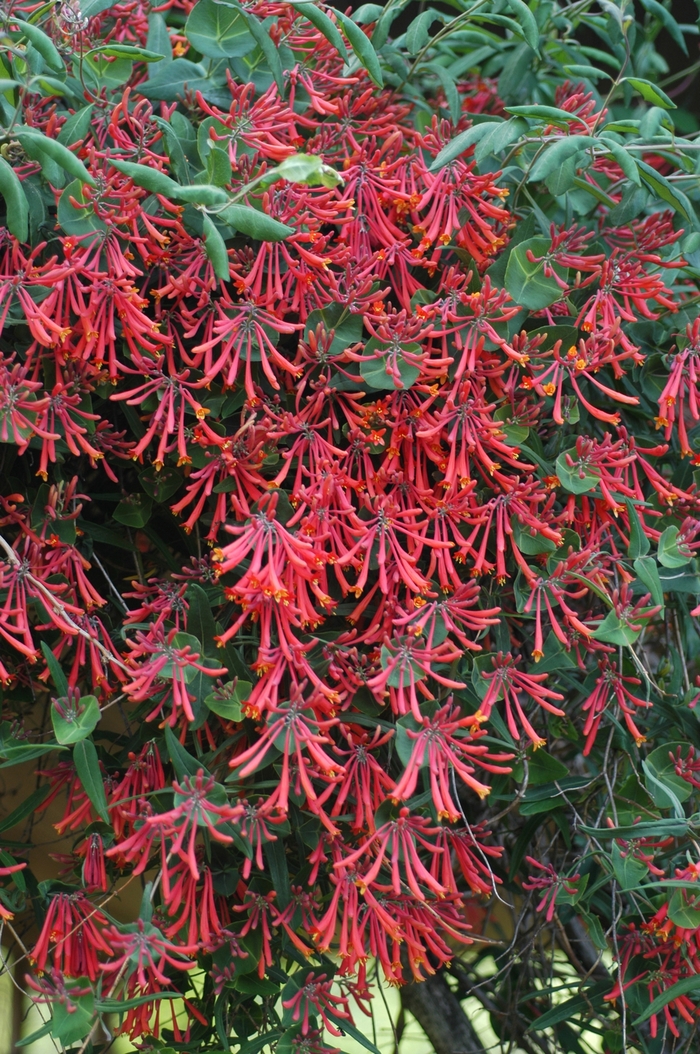 Major Wheeler - Lonicera sempervirens 'Major Wheeler' from E.C. Brown's Nursery