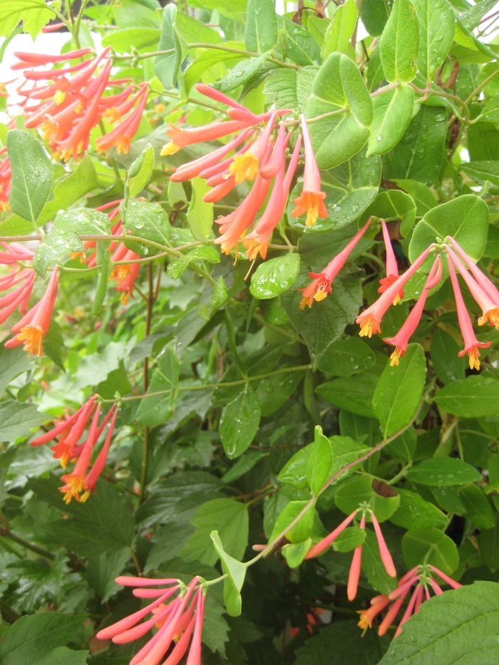 Honeysuckles - Lonicera from E.C. Brown's Nursery Honeysuckles - Lonicera from E.C. Brown's Nursery