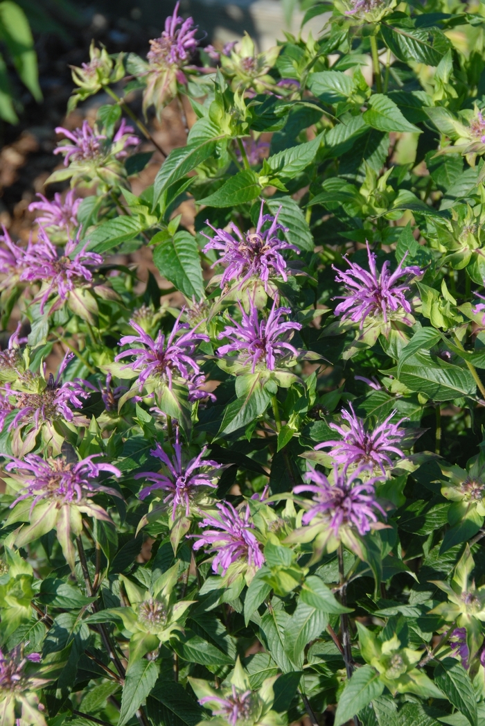 Clair Grace - Monarda fistulosa from E.C. Brown's Nursery