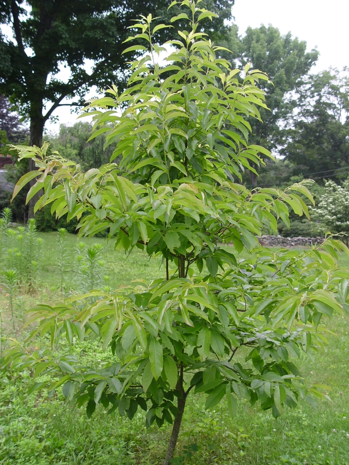 Sourwood - Oxydendrum arboreum from E.C. Brown's Nursery Sourwood - Oxydendrum arboreum from E.C. Brown's Nursery