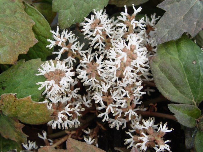 Japanese Spurge - Pachysandra terminalis (Japanese Spurge) from E.C. Brown's Nursery Japanese Spurge - Pachysandra terminalis (Japanese Spurge) from E.C. Brown's Nursery