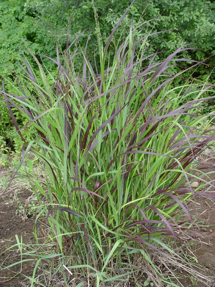 Shenandoah Switch Grass - Panicum virgatum ''Shenandoah'' from E.C. Brown's Nursery