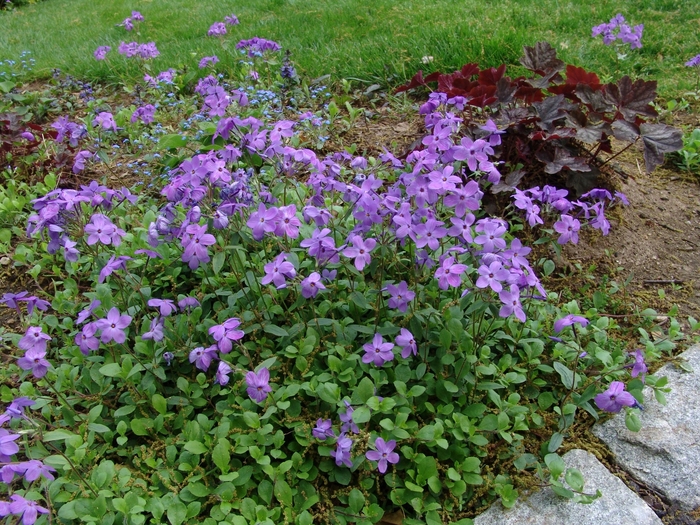 'Sherwood Purple' - Phlox stolonifera from E.C. Brown's Nursery 'Sherwood Purple' - Phlox stolonifera from E.C. Brown's Nursery