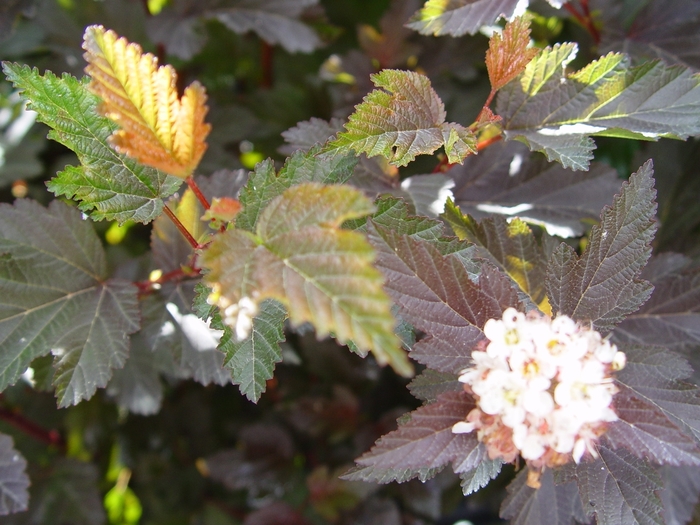 'Center Glow' - Physocarpus opulifolius from E.C. Brown's Nursery