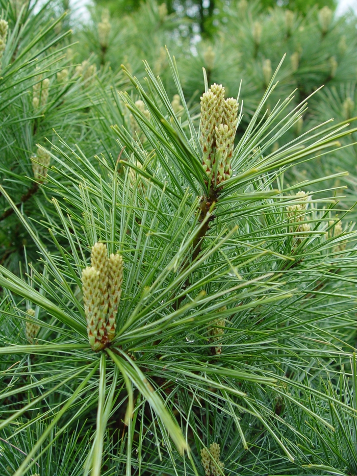 Eastern White Pine - Pinus strobus from E.C. Brown's Nursery