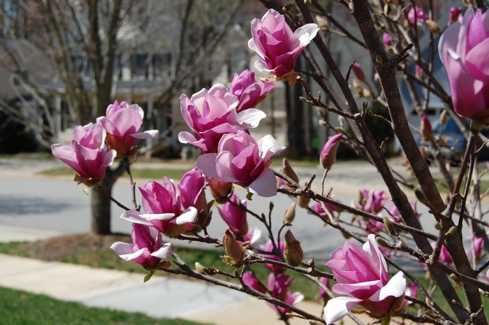 'Ann' - Magnolia x from E.C. Brown's Nursery