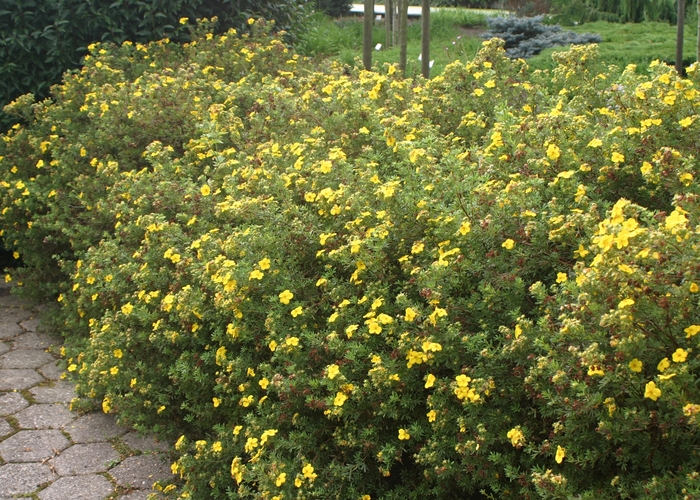 Shrubby Cinquefoil - Potentilla fruticosa 'Goldfinger' from E.C. Brown's Nursery