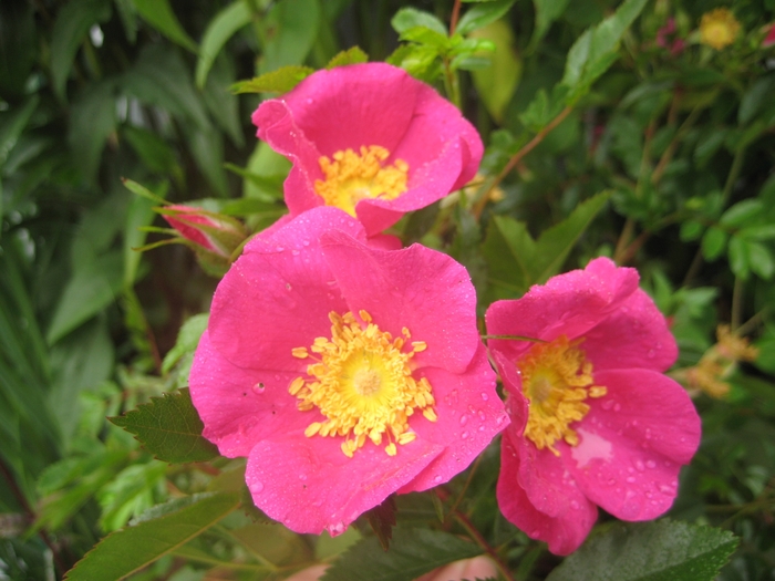 Virginia Rose - Rosa virginiana from E.C. Brown's Nursery Virginia Rose - Rosa virginiana from E.C. Brown's Nursery