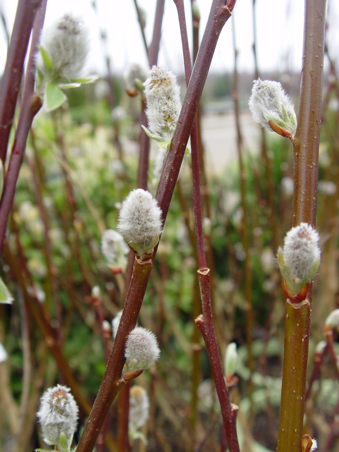 French Pussy Willow - Salix discolor from E.C. Brown's Nursery French Pussy Willow - Salix discolor from E.C. Brown's Nursery