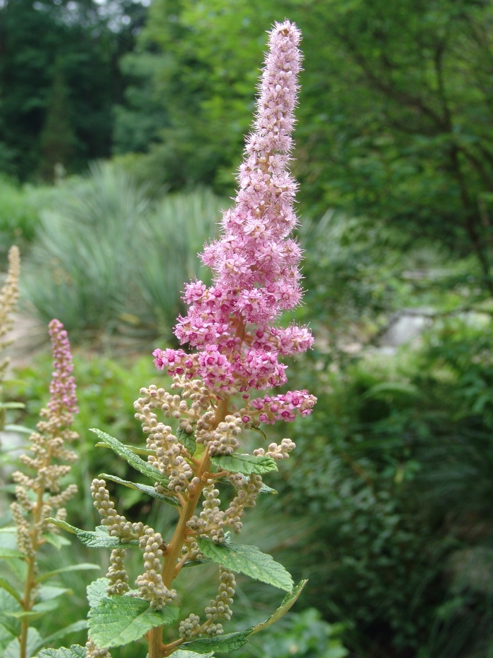 Hardhack Spirea - Spiraea tomentosa from E.C. Brown's Nursery