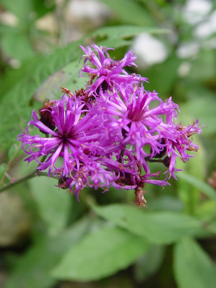 New York Ironweed - Vernonia noveboracensis from E.C. Brown's Nursery New York Ironweed - Vernonia noveboracensis from E.C. Brown's Nursery
