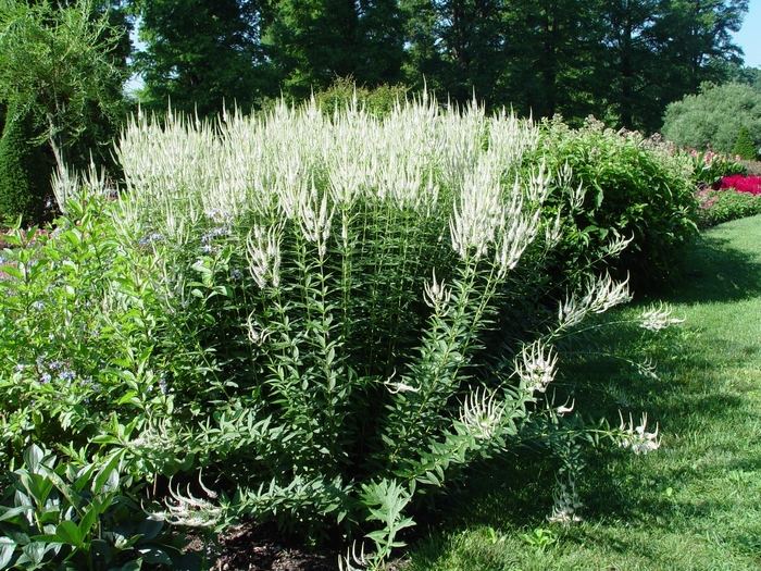 Culver's Root - Veronicastrum virginicum from E.C. Brown's Nursery Culver's Root - Veronicastrum virginicum from E.C. Brown's Nursery