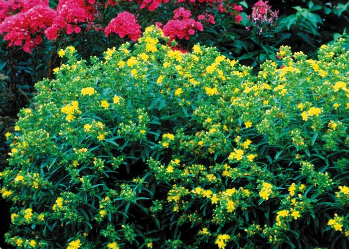 St. John's Wort - Gemo Hypericum from E.C. Brown's Nursery St. John's Wort - Gemo Hypericum from E.C. Brown's Nursery
