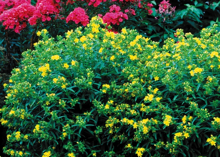 St. John's Wort - Gemo Hypericum from E.C. Brown's Nursery