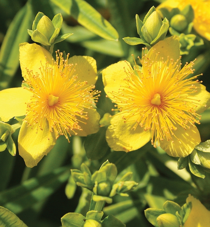 St. John's Wort - Hypericum kalmianum from E.C. Brown's Nursery