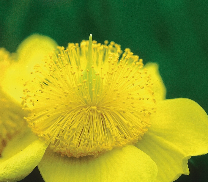 ''Sunburst'' Sunburst Hypericum - Hypericum frondosum from E.C. Brown's Nursery ''Sunburst'' Sunburst Hypericum - Hypericum frondosum from E.C. Brown's Nursery