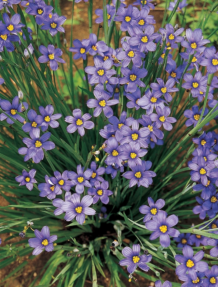 'Lucerne' Blue-Eyed Grass - Sisyrinchium angustifolium from E.C. Brown's Nursery