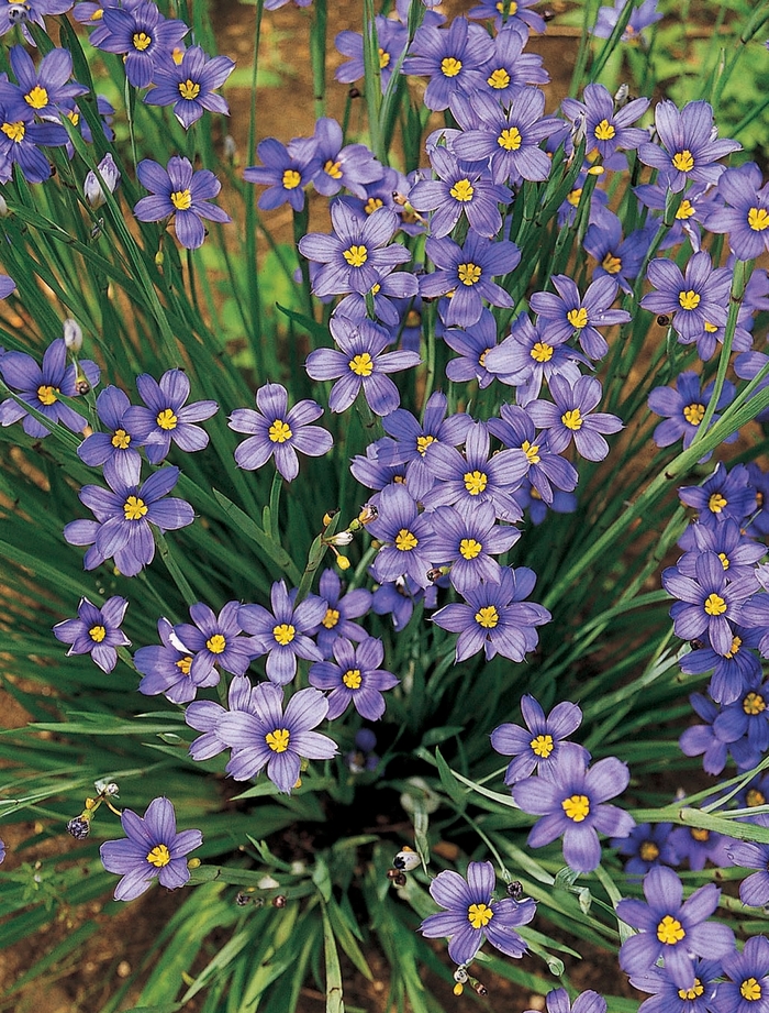 'Lucerne' Blue-Eyed Grass - Sisyrinchium angustifolium from E.C. Brown's Nursery 'Lucerne' Blue-Eyed Grass - Sisyrinchium angustifolium from E.C. Brown's Nursery