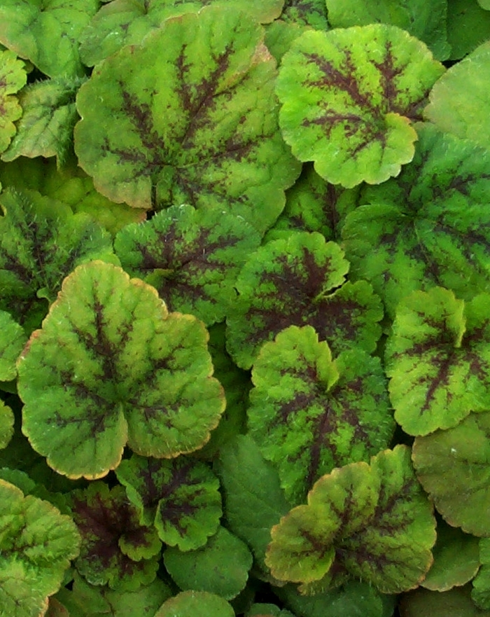 Running Tapestry Foamflower - Tiarella cordifolia 'Running Tapestry' (Foamflower) from E.C. Brown's Nursery