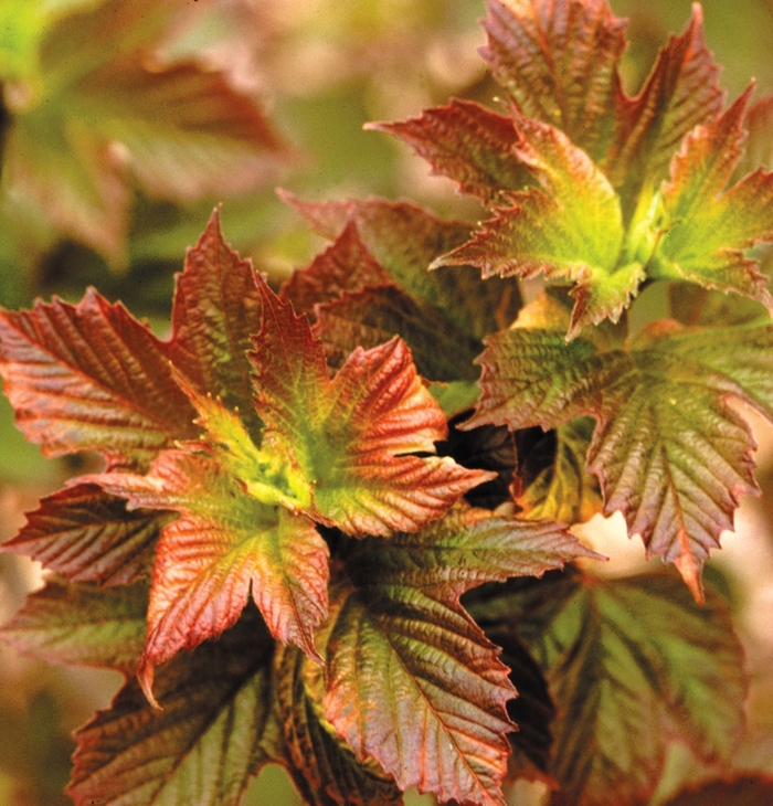 ''Redwing'' American Cranberry Viburnum - Viburnum trilobum from E.C. Brown's Nursery ''Redwing'' American Cranberry Viburnum - Viburnum trilobum from E.C. Brown's Nursery