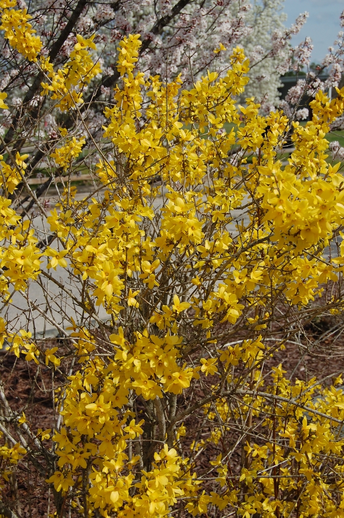 'Lynwood' - Forsythia x intermedia from E.C. Brown's Nursery