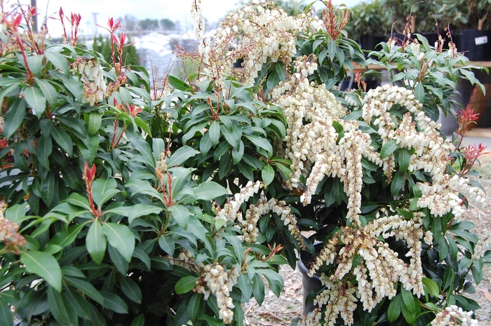 Mountain Fire Pieris - Pieris japonica 'Mountain Fire' from E.C. Brown's Nursery Mountain Fire Pieris - Pieris japonica 'Mountain Fire' from E.C. Brown's Nursery