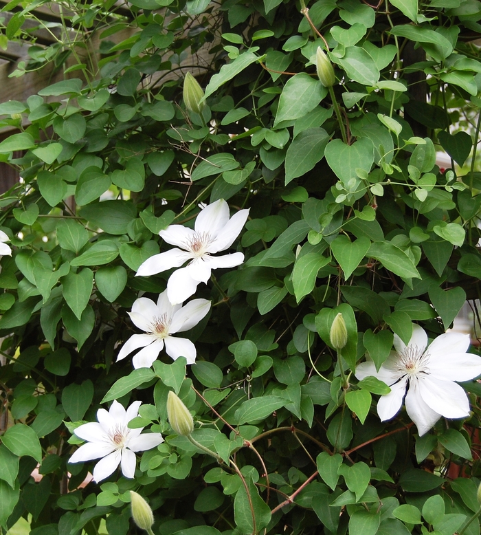 Henryi White Clematis - Clematis hybrid 'Henryi' from E.C. Brown's Nursery