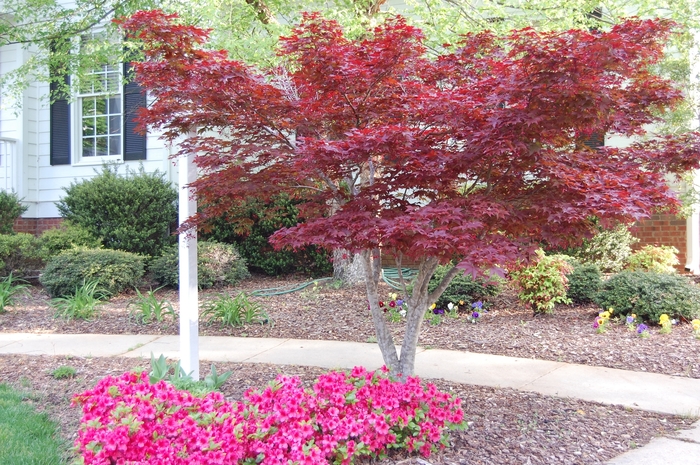 Japanese Red Maple - Acer palmatum 'Bloodgood' from E.C. Brown's Nursery