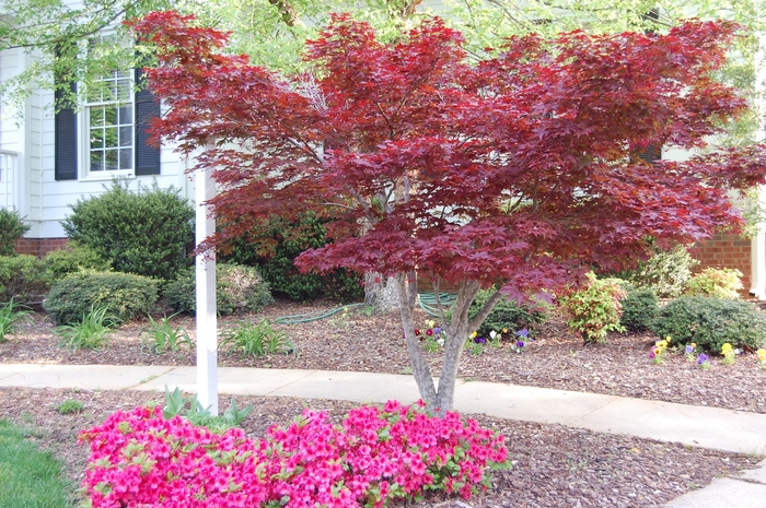 Japanese Red Maple - Acer palmatum 'Bloodgood' from E.C. Brown's Nursery Japanese Red Maple - Acer palmatum 'Bloodgood' from E.C. Brown's Nursery