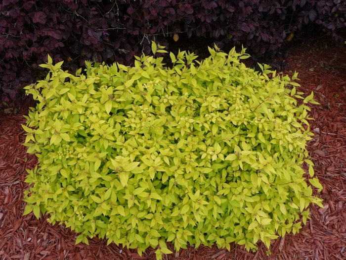 Goldmound Spirea - Spiraea japonica 'Goldmound' from E.C. Brown's Nursery Goldmound Spirea - Spiraea japonica 'Goldmound' from E.C. Brown's Nursery