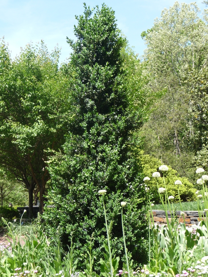 Green Mountain Boxwood - Buxus mic.var. insularis 'Green Mountain' from E.C. Brown's Nursery Green Mountain Boxwood - Buxus mic.var. insularis 'Green Mountain' from E.C. Brown's Nursery