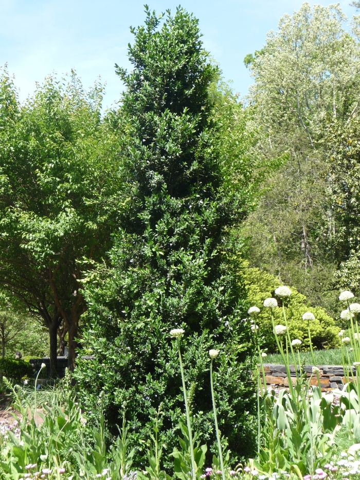 Green Mountain Boxwood - Buxus mic.var. insularis 'Green Mountain' from E.C. Brown's Nursery