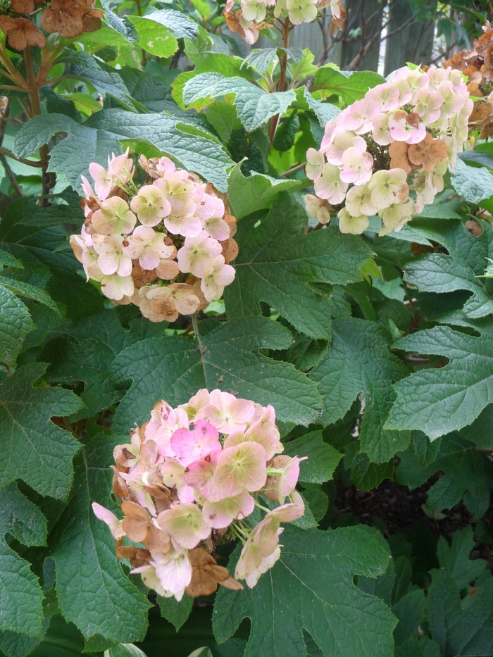 'Snow Queen' Oakleaf Hydrangea - Hydrangea quercifolia from E.C. Brown's Nursery