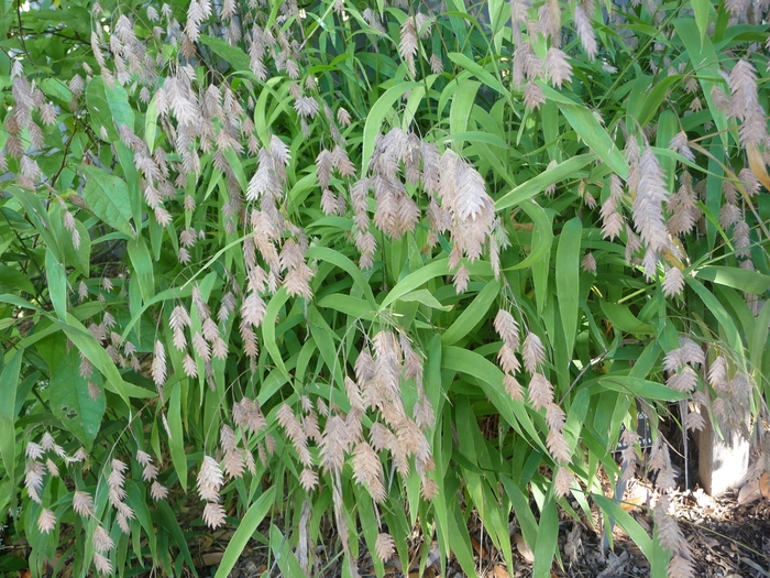 Northern Sea Oats - Chasmanthium latifolium from E.C. Brown's Nursery Northern Sea Oats - Chasmanthium latifolium from E.C. Brown's Nursery