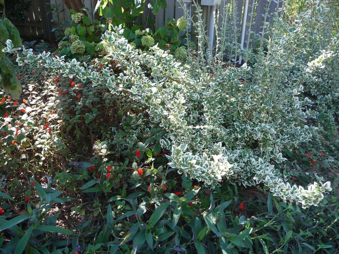 Emerald Gaiety Euonymus - Euonymus fortunei ''Emerald Gaiety'' from E.C. Brown's Nursery Emerald Gaiety Euonymus - Euonymus fortunei ''Emerald Gaiety'' from E.C. Brown's Nursery