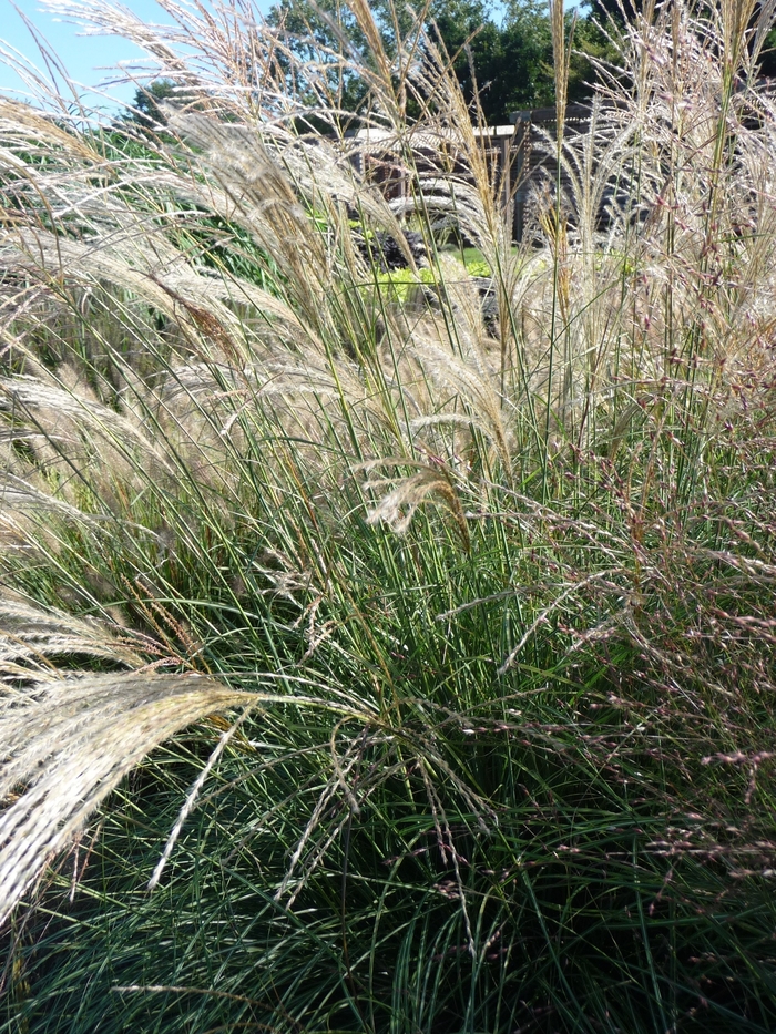 'Gracillimus' - Miscanthus sinensis from E.C. Brown's Nursery