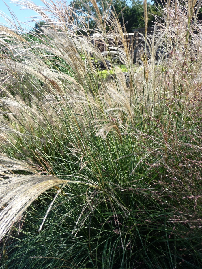 'Gracillimus' - Miscanthus sinensis from E.C. Brown's Nursery 'Gracillimus' - Miscanthus sinensis from E.C. Brown's Nursery