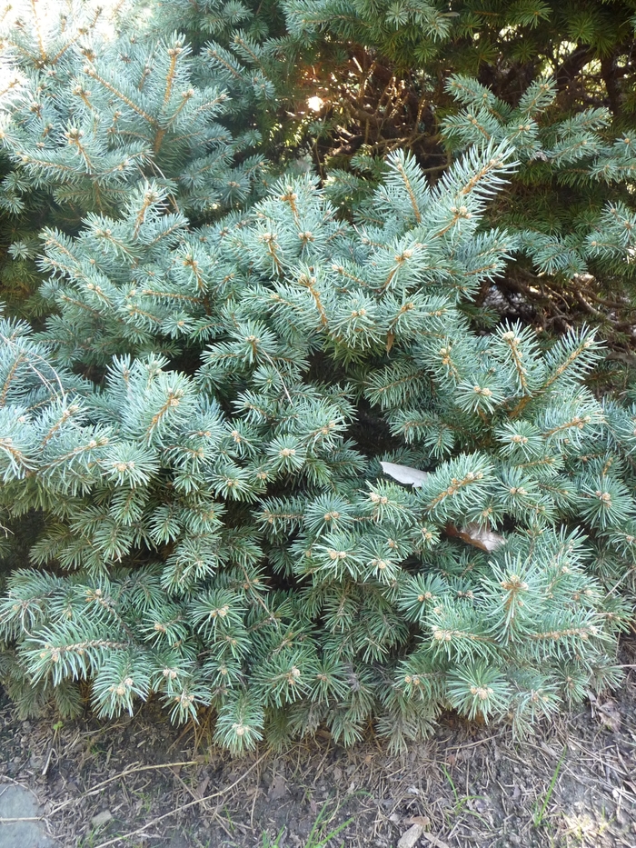 'Thuem' Colorado Spruce - Picea pungens from E.C. Brown's Nursery