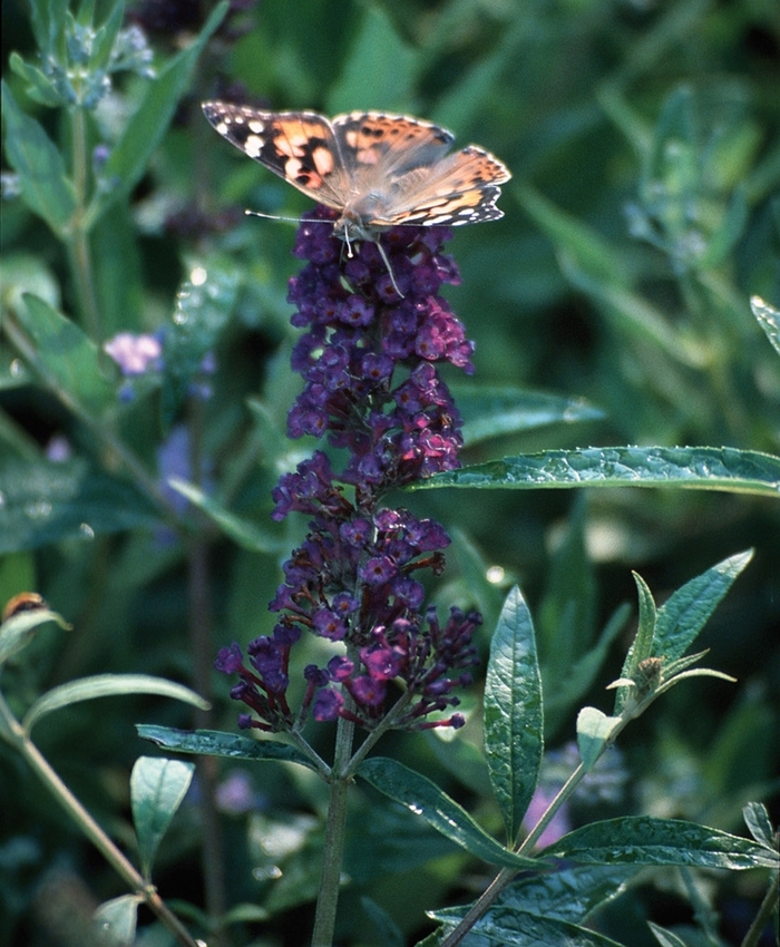 Butterfly Bush - Buddleia davidii 'Black Knight' from E.C. Brown's Nursery Butterfly Bush - Buddleia davidii 'Black Knight' from E.C. Brown's Nursery